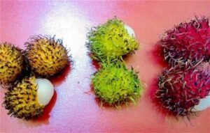 Rambutan varieties