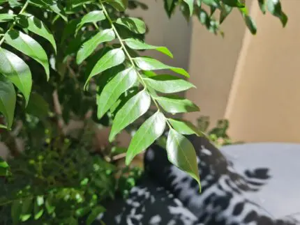 Curry Leaves for Hair