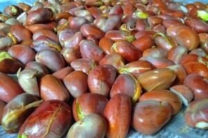 Jack Fruit Seeds