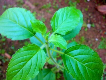 Tulsi leaves benefits