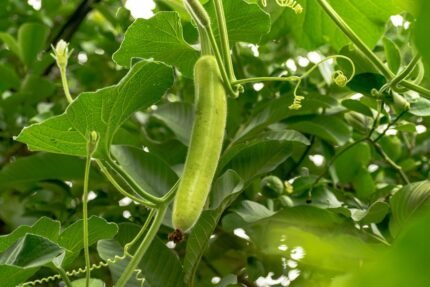 Bottle Gourd Benefits