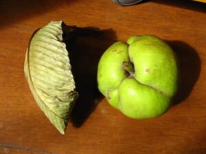 Elephant apple benefits