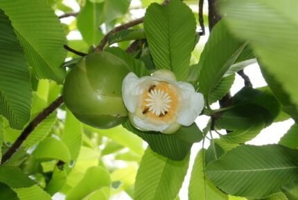 Elephant Apple