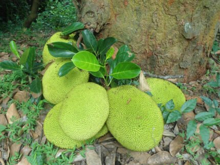 Jackfruit (Kathal) Benefits, nutrition, side effects, seeds