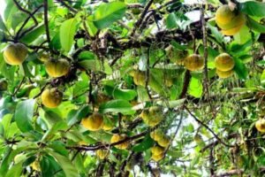 Elephant Apple during pregnancy