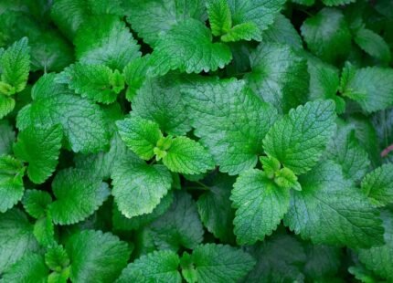 Pudina (Mint): Benefits, Nutrition, Uses, Side Effects, Recipe