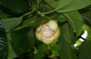 Elephant Apple Flower