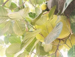 Jack Fruit Leaf