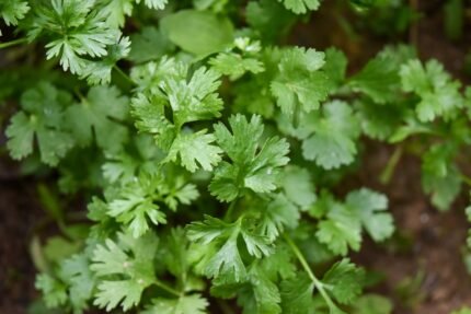 dhaniya (coriander)