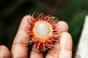 Rambutan Benefits