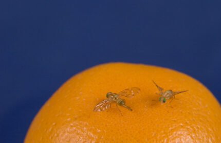 How to get rid of Fruit flies
