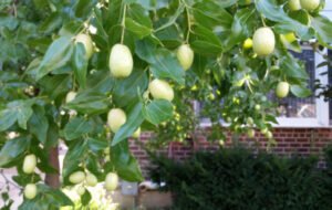 jujube Ber leaves 