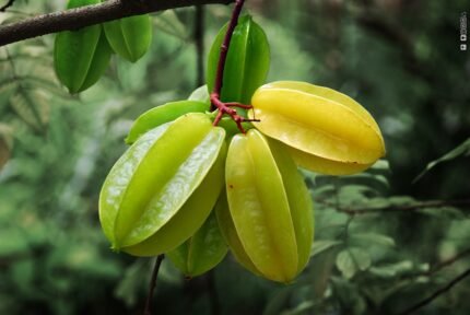 Star Fruit (Kamrakh) Carambola Nutrition Benefits uses side effects