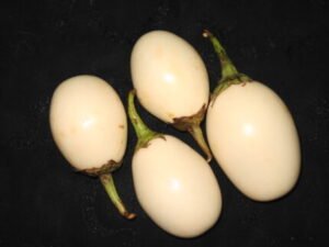 white brinjal