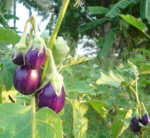 Brinjals