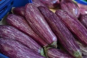 purple and green Eggplant