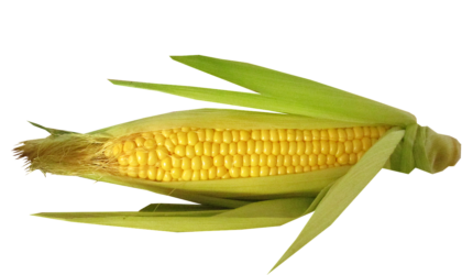 Sweet Corn Benefits Nutrition Uses Side Effects Recipe