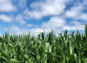 sweet corn crop