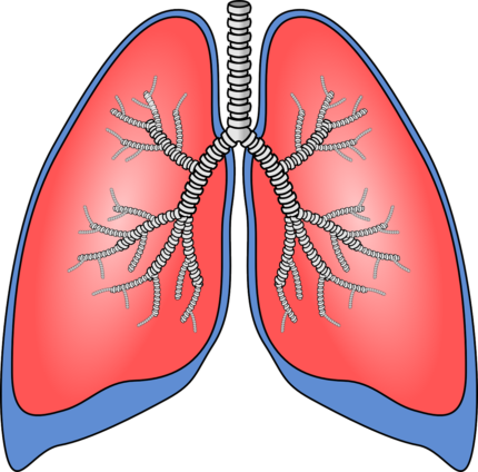 Lungs function