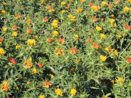 safflower oil benefits nutrition uses side effects