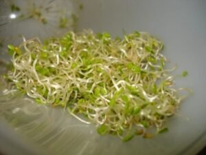 Alfalfa & clover sprouts