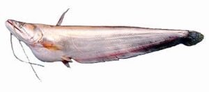 wallago attu catfish