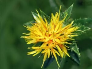 safflower oil side effects