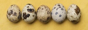 Quail Eggs side effects