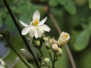 Sexual benefits of moringa drumstick seeds