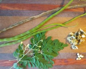 Health benefits of moringa drumstick seeds