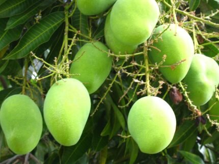Sour Mangoes (Raw, Green, unripe mangoes)