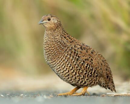 Quail Bird Meat and Eggs Benefits, Nutrition, Side Effects