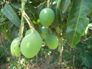 Raw (Sour) Mango benefits for Skin