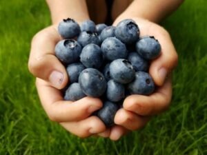 Blueberries benefits for stomach