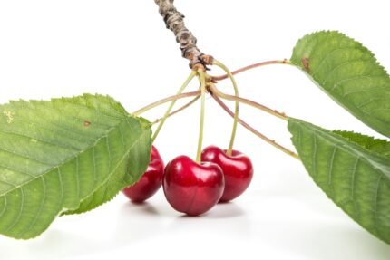 Cherries benefits nutrition uses and side effects