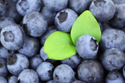 blueberries benefits, nutrition, uses and site effects