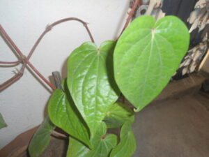 Betel leaf Benefits