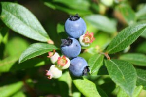 Blueberries benefits sexually