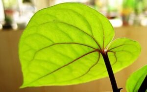 Betel Leaf benefits for female