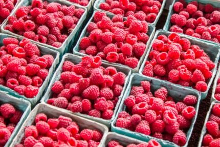 benefits nutrition uses and side effects of raspberries
