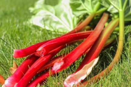 Rhubarb benefits nutrition uses and side effects