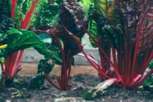 Rhubarb benefits for Liver