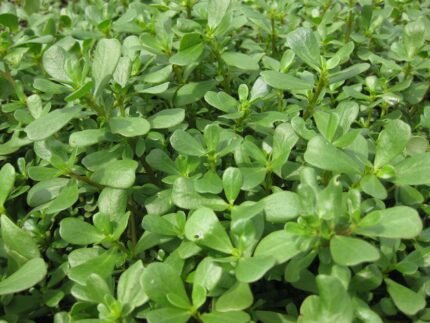 Purslane benefits nutrition uses and side effects