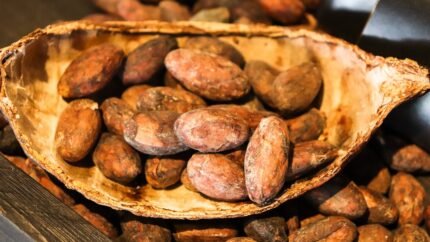 cacao benefits nutrition uses and side effects