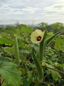 okra benefits for stomach