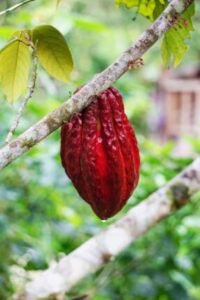 cacao benefits for female