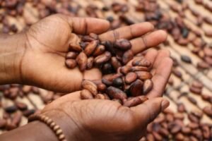 cacao benefits for skin