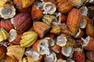 Health Benefits of Cacao