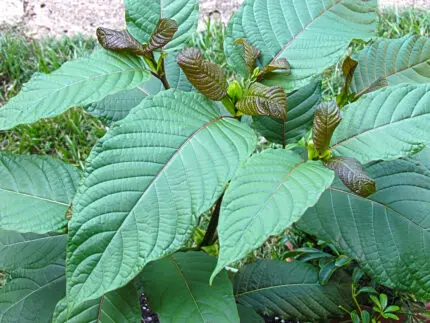 Potential health benefits and side effects of Kratom