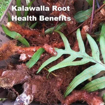 Kalawalla Root Health Benefits
